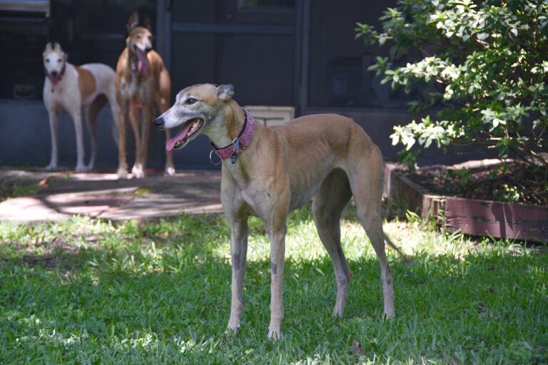 SSExchange: The Ultimate Online Betting Platform for Greyhound Racing
